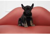 Zdjęcie №1. nagi pies meksykański - na sprzedaż w Kirov | 502zł | Zapowiedź №9156