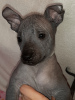 Dodatkowe zdjęcia: Xoloitzcuintle Puppy
