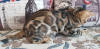 Zdjęcie №3. Sprzedam kota bengalskiego. Federacja Rosyjska