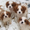 Zdjęcie №1. cavalier king charles spaniel - na sprzedaż w Роттердам | 1672zł | Zapowiedź №18621