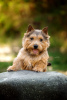 Dodatkowe zdjęcia: Norwich Terrier