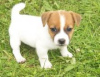 Zdjęcie №1. jack russell terrier - na sprzedaż w Bruksela | negocjowane | Zapowiedź №124780