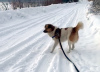 Zdjęcie №2 do zapowiedźy № 91089 na sprzedaż  pies nierasowy - wkupić się Federacja Rosyjska prywatne ogłoszenie