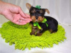 Zdjęcie №1. yorkshire terrier - na sprzedaż w Веймар | 1465zł | Zapowiedź №119002