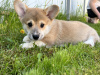 Dodatkowe zdjęcia: Szczenięta Pembroke Welsh Corgi