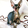 Zdjęcie №1. kot peterbald - na sprzedaż w Petersburg | negocjowane | Zapowiedź № 10039