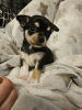 Zdjęcie №2 do zapowiedźy № 96872 na sprzedaż  chihuahua (rasa psów) - wkupić się USA prywatne ogłoszenie