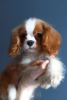 Zdjęcie №1. cavalier king charles spaniel - na sprzedaż w Zürich | 5606zł | Zapowiedź №29814