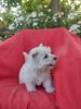 Dodatkowe zdjęcia: Wzorcowe Westy Westie West highland wbite terrier