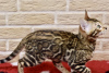Zdjęcie №4. Sprzedam kot bengalski w Mińsk. od żłobka, hodowca - cena - 2305zł