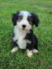 Zdjęcie №1. bearded collie - na sprzedaż w Tennessee City | Bezpłatny | Zapowiedź №110091