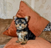 Zdjęcie №1. yorkshire terrier - na sprzedaż w Helsinki | 1386zł | Zapowiedź №127514