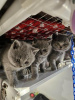 Zdjęcie №1. kot brytyjski krótkowłosy - na sprzedaż w Hohenfels | 837zł | Zapowiedź № 92678