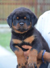 Zdjęcie №4. Sprzedam rottweiler w Mladenovac. hodowca - cena - negocjowane