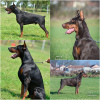 Zdjęcie №1. doberman - na sprzedaż w Belgrad | negocjowane | Zapowiedź №111534