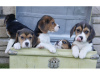 Zdjęcie №1. beagle (rasa psa) - na sprzedaż w San Cristobal | Bezpłatny | Zapowiedź №9927