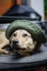 Zdjęcie №1. pies nierasowy - na sprzedaż w Москва | Bezpłatny | Zapowiedź №67353