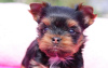 Zdjęcie №1. chihuahua (rasa psów), yorkshire terrier - na sprzedaż w Berlin | 1188zł | Zapowiedź №97259