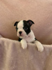 Zdjęcie №3. Urocze szczenięta Boston Terrier do bezpłatnej adopcji. Niemcy