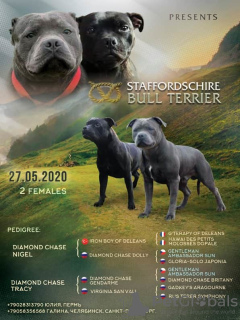 Zdjęcie №1. staffordshire bull terrier - na sprzedaż w Petersburg | 2711zł | Zapowiedź №7243