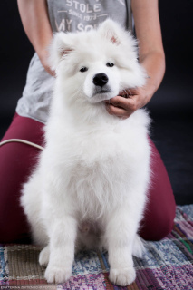 Dodatkowe zdjęcia: Samoyed. Super chłopak