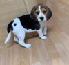 Zdjęcie №2 do zapowiedźy № 11128 na sprzedaż  beagle (rasa psa) - wkupić się Białoruś prywatne ogłoszenie