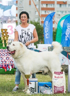 Dodatkowe zdjęcia: Sprzedaż szczeniąt rasy Alabai White.