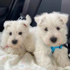 Zdjęcie №1. west highland white terrier - na sprzedaż w Амстердам | negocjowane | Zapowiedź №44004