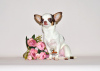 Dodatkowe zdjęcia: Urocza miniaturowa księżniczka. Dziewczyna Chihuahua.