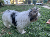 Zdjęcie №4. Sprzedam yorkshire terrier w Ioannina. hodowca - cena - 7953zł