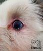 Zdjęcie №4. Sprzedam yorkshire terrier w Petersburg. prywatne ogłoszenie - cena - 6953zł