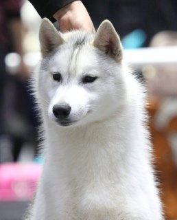 Dodatkowe zdjęcia: Pokaż szczeniaki Husky