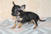 Zdjęcie №3. Urocze szczenięta Chihuahua do bezpłatnej adopcji. Niemcy