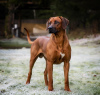 Zdjęcie №1. rhodesian ridgeback - na sprzedaż w Tallinn | negocjowane | Zapowiedź №45650