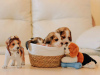 Zdjęcie №2 do zapowiedźy № 62021 na sprzedaż  beagle (rasa psa) - wkupić się Ukraina prywatne ogłoszenie, od żłobka