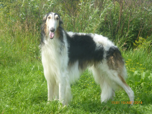 Dodatkowe zdjęcia: Rosjanin Greyhound nastolatek.