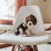 Zdjęcie №1. beagle (rasa psa) - na sprzedaż w Berlin | negocjowane | Zapowiedź №68905