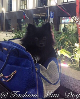 Zdjęcie №3. Noszenie torby, w której pies będzie bardzo wygodny! w Federacja Rosyjska