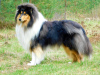 Dodatkowe zdjęcia: Szczeniaki Rough Collie