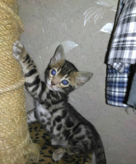 Zdjęcie №2 do zapowiedźy № 1084 na sprzedaż  kot bengalski - wkupić się Ukraina prywatne ogłoszenie