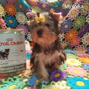 Dodatkowe zdjęcia: Klubowe szczenięta rasy Yorkshire Terrier