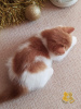 Zdjęcie №4. Sprzedam kot brytyjski krótkowłosy w Niżny Nowogród. od żłobka, hodowca - cena - 2221zł