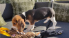 Dodatkowe zdjęcia: Niedrogie szczenięta Beagle z domowej hodowli!
