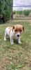 Zdjęcie №3. Śliczne szczeniaczki Jack Russell Terrier. Polska