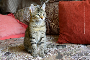 Zdjęcie №3. Kotek barbarzyńca. Federacja Rosyjska