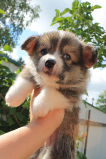 Dodatkowe zdjęcia: Welsh Corgi Pembroke