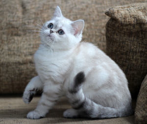 Dodatkowe zdjęcia: Niebieskooka szkocka koteczka