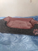 Zdjęcie №3. Domy, łóżka, tafty dla kotów, psów, fretek itp. w Ukraina