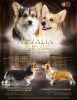 Zdjęcie №1. welsh corgi - na sprzedaż w Dnipro | 7534zł | Zapowiedź №55622