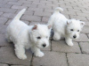 Zdjęcie №1. west highland white terrier - na sprzedaż w Vienna | Bezpłatny | Zapowiedź №91597